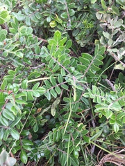 Rhus pachyrrhachis