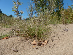 Eragrostis pectinacea pectinacea
