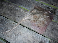 Rostroraja eglanteria