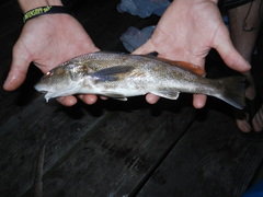 Menticirrhus americanus
