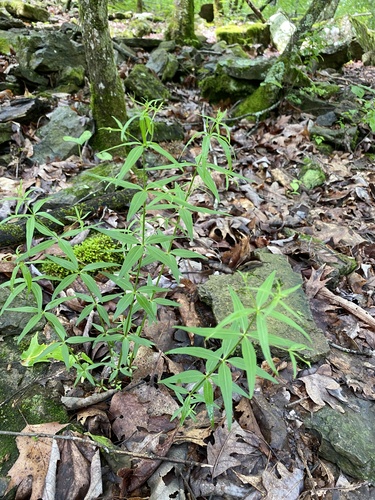 Image of Galium arkansanum by (c) Kate Kruesi, some rights reserved (CC BY)