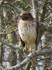 Buteo lineatus