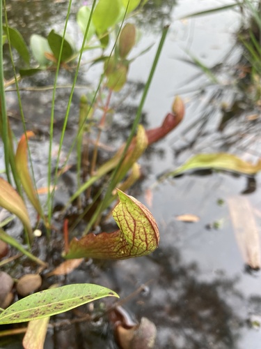 Sarracenia X gilpinii