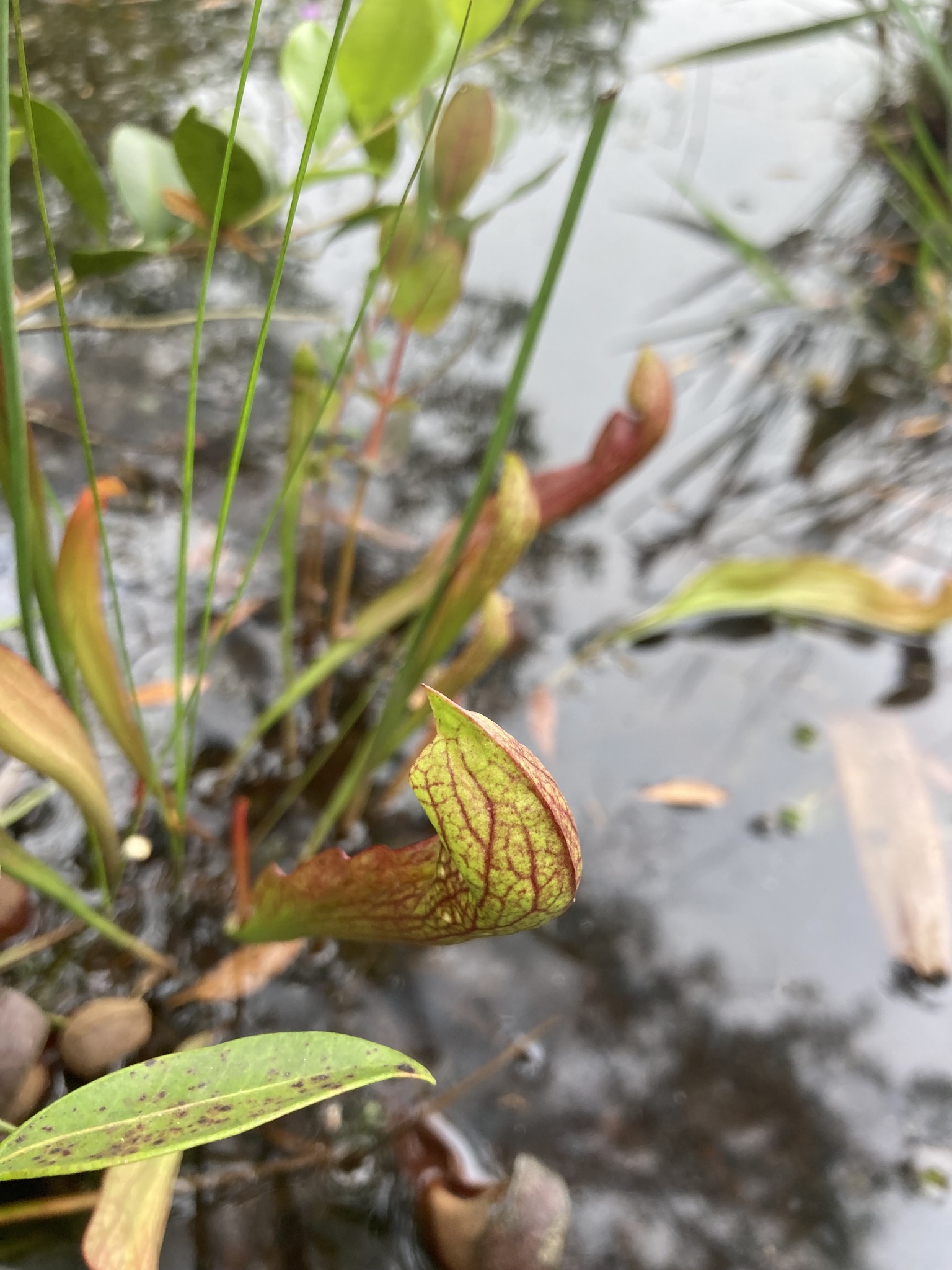Sarracenia X gilpinii