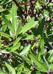Comarostaphylis polifolia