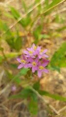 Zeltnera muehlenbergii