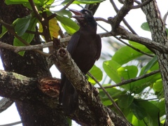 Corvus macrorhynchos