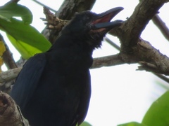 Corvus macrorhynchos