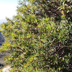 Comarostaphylis polifolia