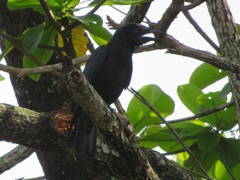 Corvus macrorhynchos