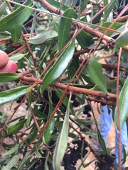 Comarostaphylis polifolia