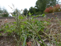 Eragrostis pectinacea pectinacea