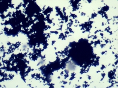 Penicillium