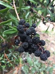 Comarostaphylis polifolia