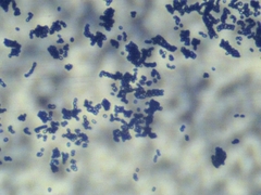 Penicillium