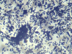 Penicillium