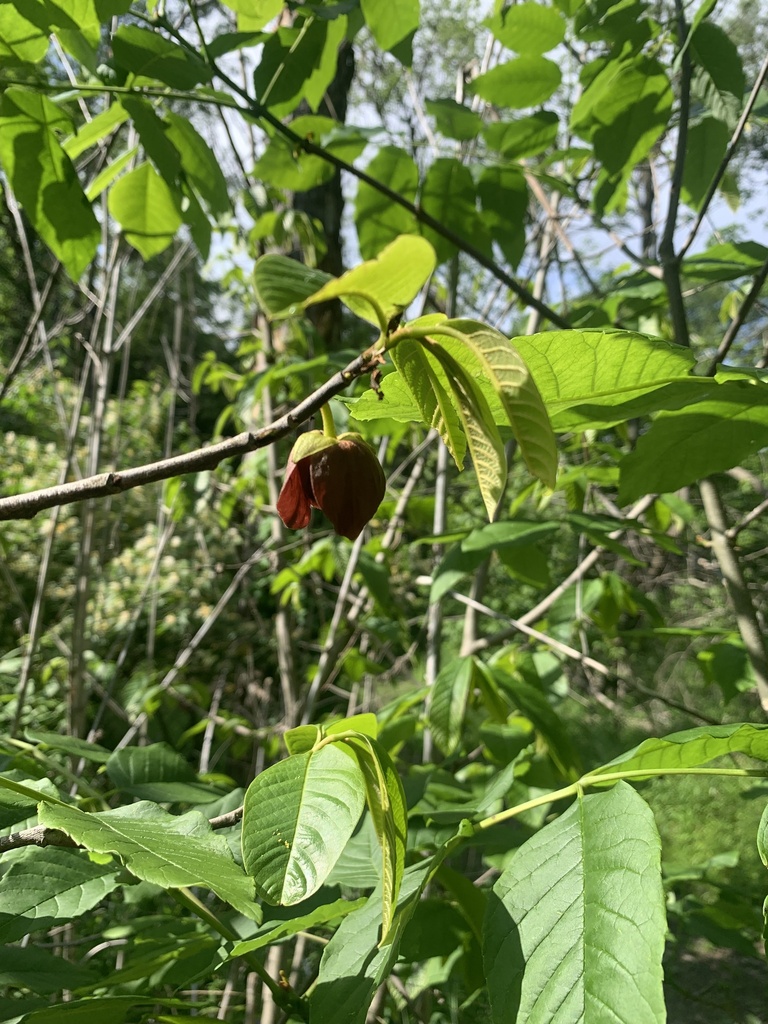 common pawpaw from McLean, IL, US on May 16, 2023 at 04:19 PM by ...