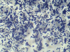 Penicillium