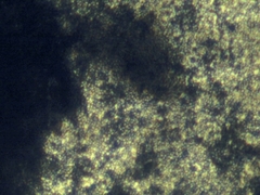 Penicillium