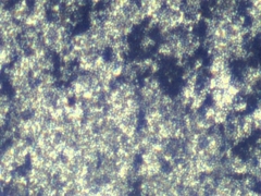 Penicillium