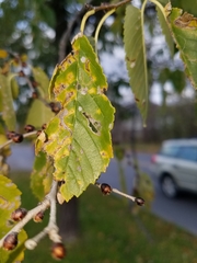 Stigmella multispicata