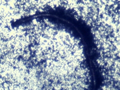 Penicillium