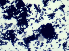 Penicillium