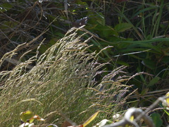 Festuca ammobia