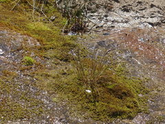 Festuca ammobia