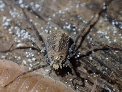 Dendrolasma mirabile