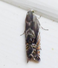 Grapholita eclipsana