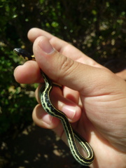 Thamnophis pulchrilatus
