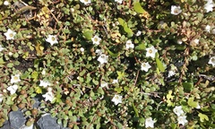 Samolus repens repens