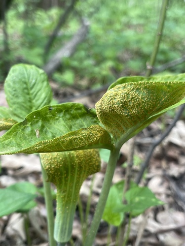 Jack-in-the-Pulpit Rust