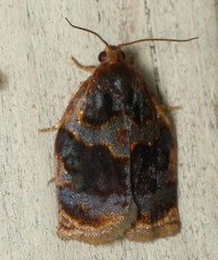 Archips infumatana