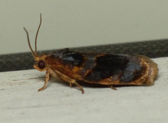 Archips infumatana