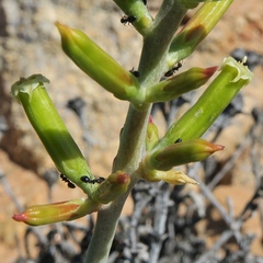 Adromischus alstonii