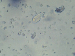 Penicillium