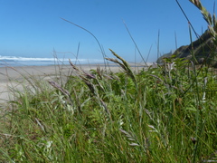 Festuca ammobia