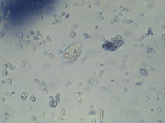 Penicillium