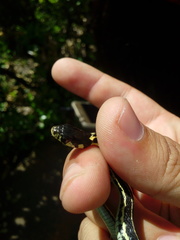 Thamnophis pulchrilatus