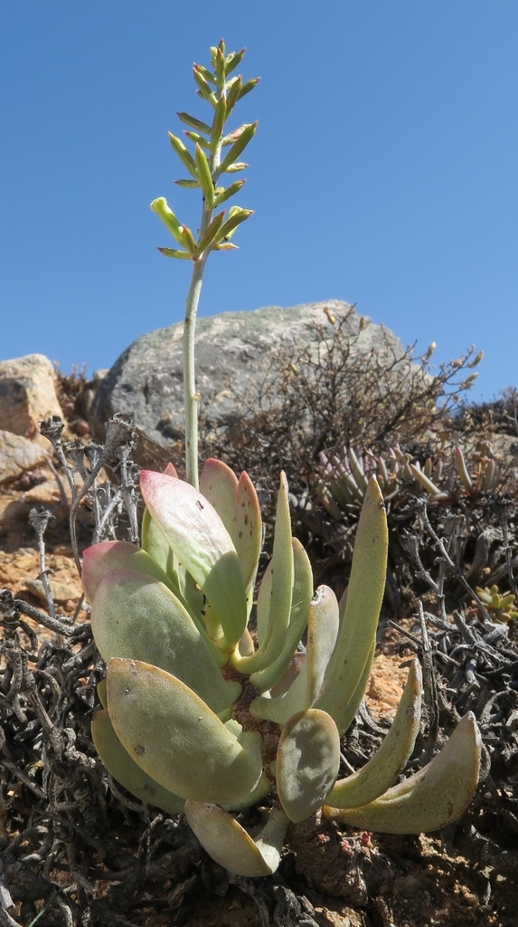 Adromischus alstonii