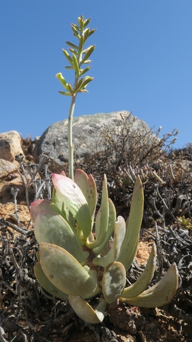 Adromischus alstonii (Schönland & Baker fil.) C.A.Sm.