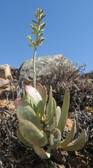 Adromischus alstonii