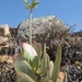 Adromischus alstonii - Photo (c) Kevin Murray, alguns direitos reservados (CC BY), uploaded by Kevin Murray