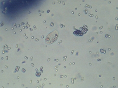 Penicillium