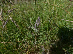 Festuca ammobia