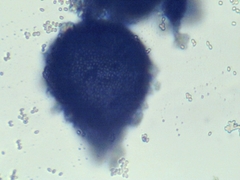 Penicillium