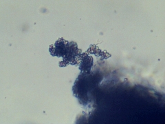 Penicillium