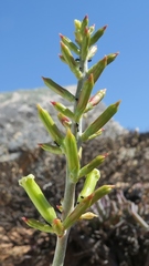 Adromischus alstonii